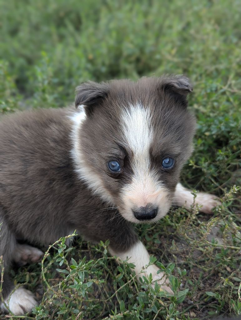 Lytoux's Spirit - Chiot disponible  - Border Collie