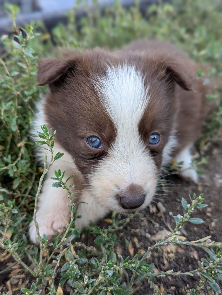 Lytoux's Spirit - Chiot disponible  - Border Collie