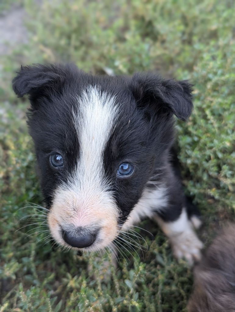 Lytoux's Spirit - Chiot disponible  - Border Collie