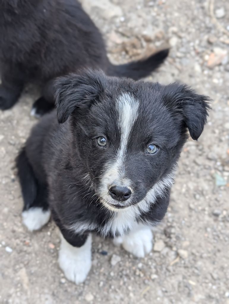 Lytoux's Spirit - Chiot disponible  - Border Collie