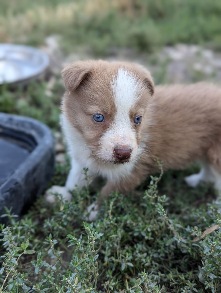 Lytoux's Spirit - Chiot disponible  - Border Collie