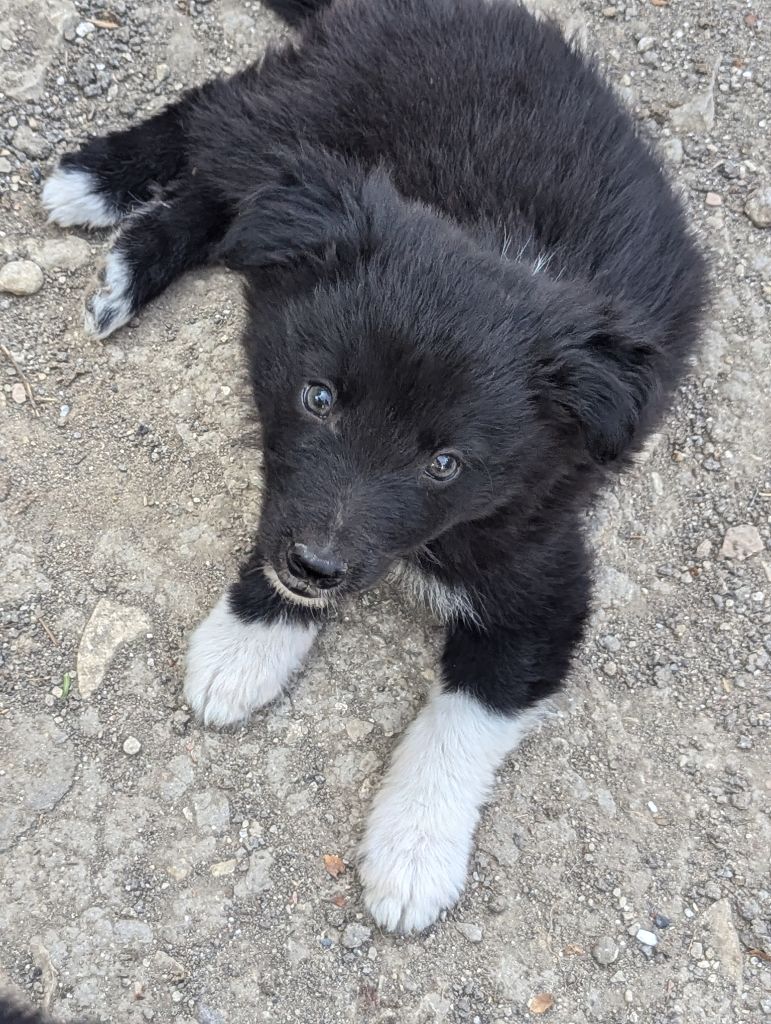 Lytoux's Spirit - Chiot disponible  - Border Collie