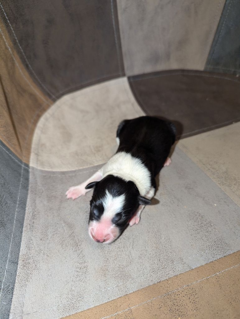 Lytoux's Spirit - Chiot disponible  - Border Collie