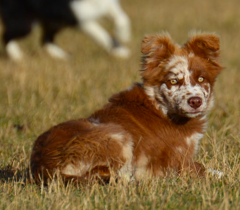 Lytoux's Spirit Toxic