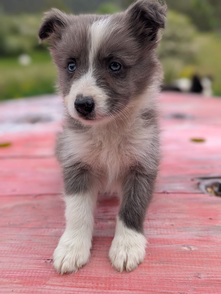Lytoux's Spirit - Chiots disponibles - Border Collie