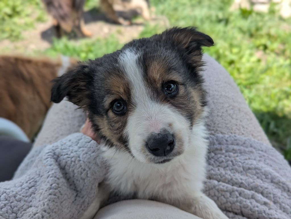 Lytoux's Spirit - Chiots disponibles - Border Collie