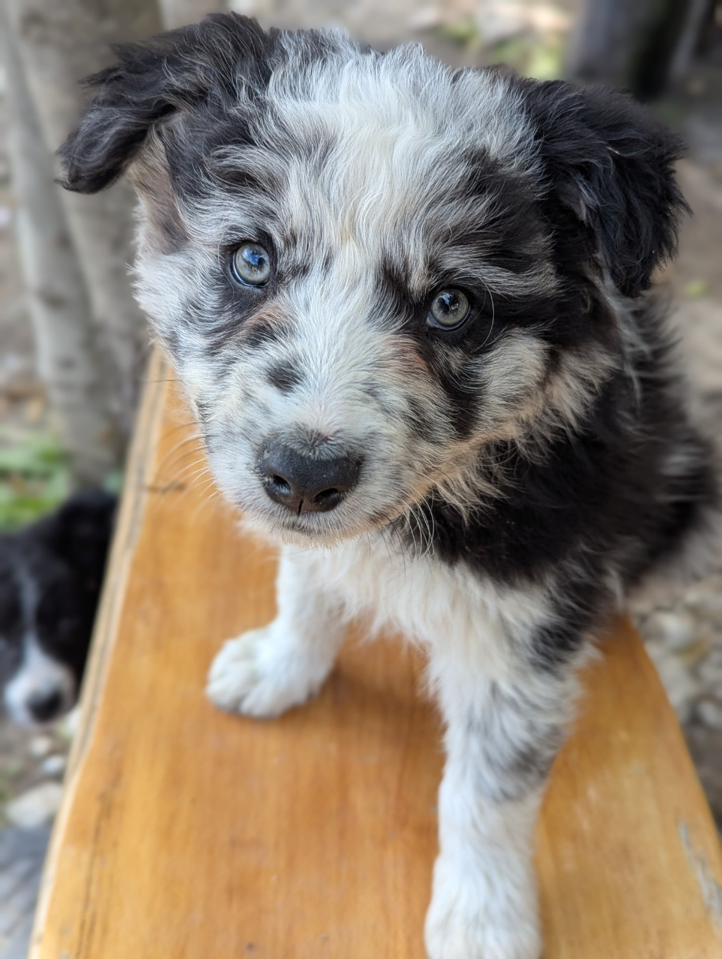 Lytoux's Spirit - Chiots disponibles - Border Collie