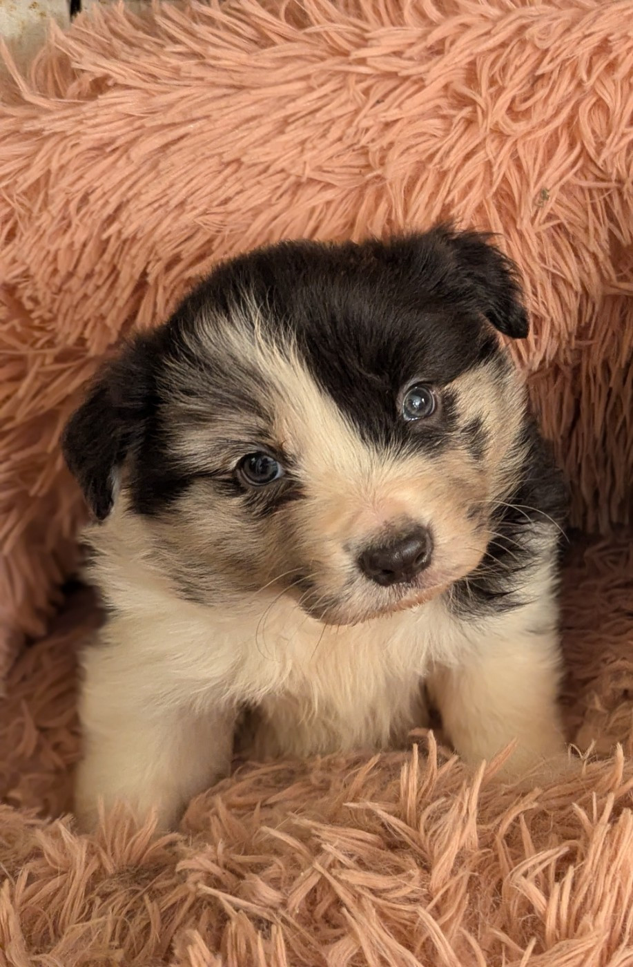 Lytoux's Spirit - Chiots disponibles - Border Collie