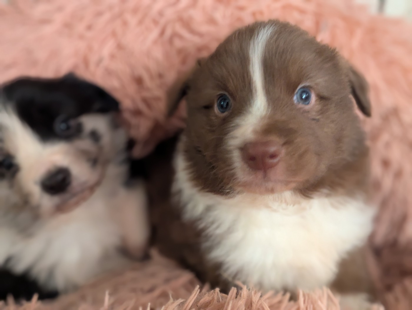 Lytoux's Spirit - Chiots disponibles - Border Collie