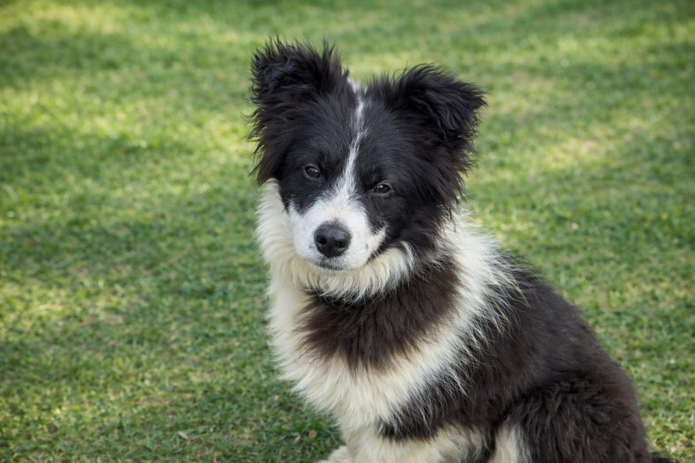 Lytoux's Spirit - Chiots disponibles - Border Collie