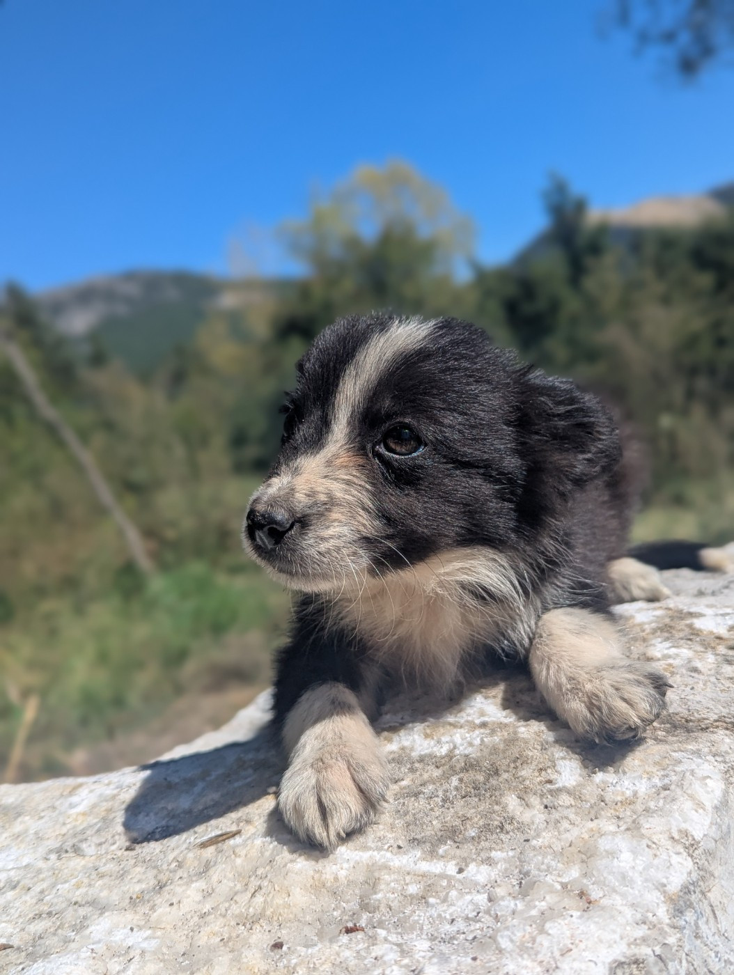 Lytoux's Spirit - Chiots disponibles - Border Collie