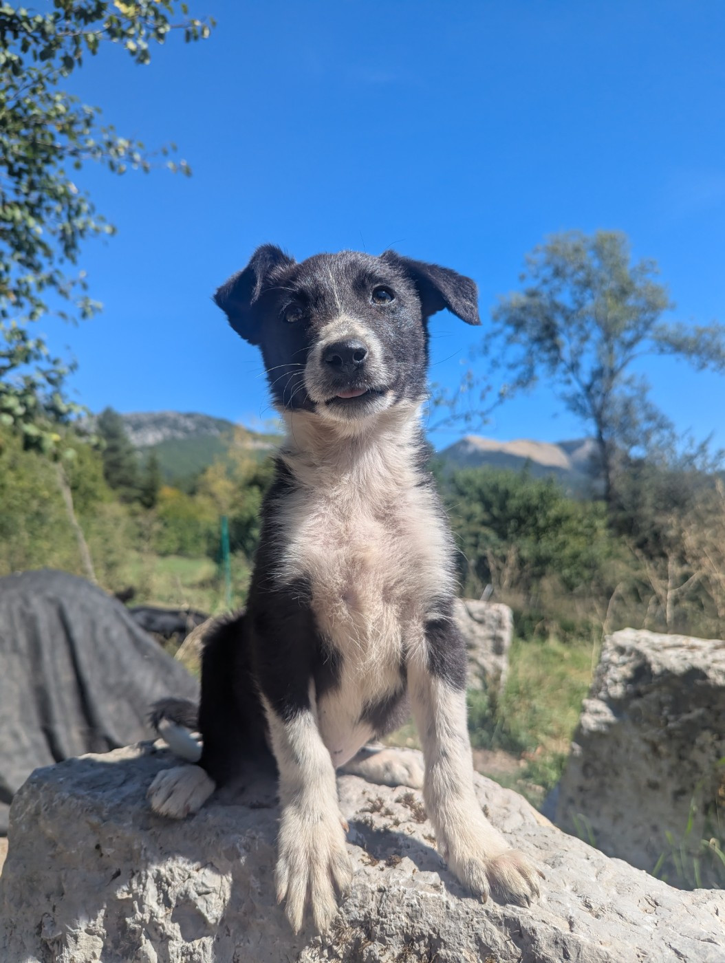 Lytoux's Spirit - Chiots disponibles - Border Collie
