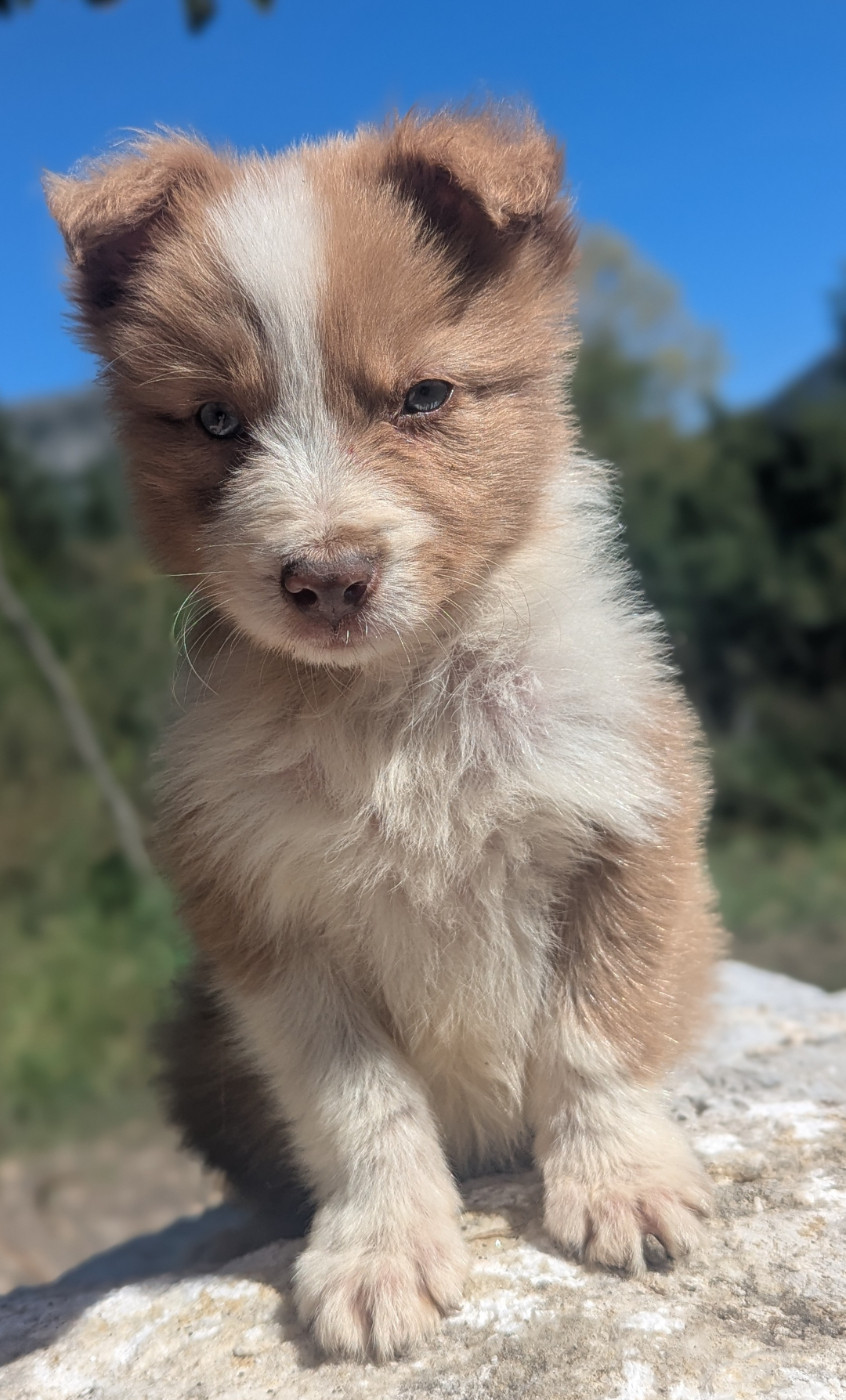 Lytoux's Spirit - Chiots disponibles - Border Collie