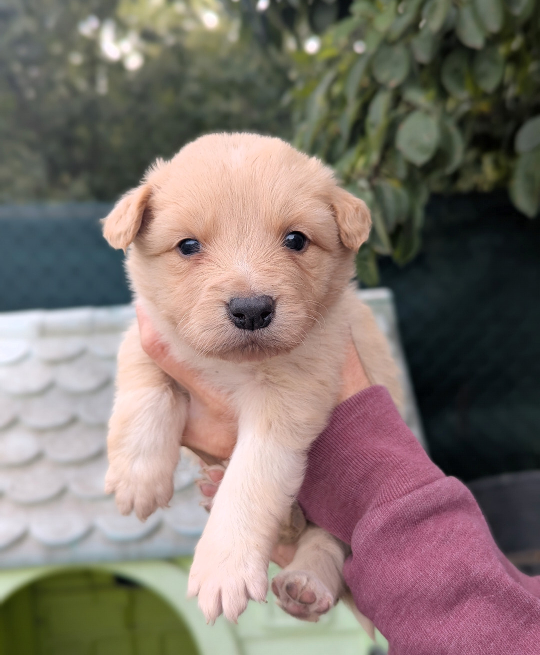 Lytoux's Spirit - Chiots disponibles - Border Collie