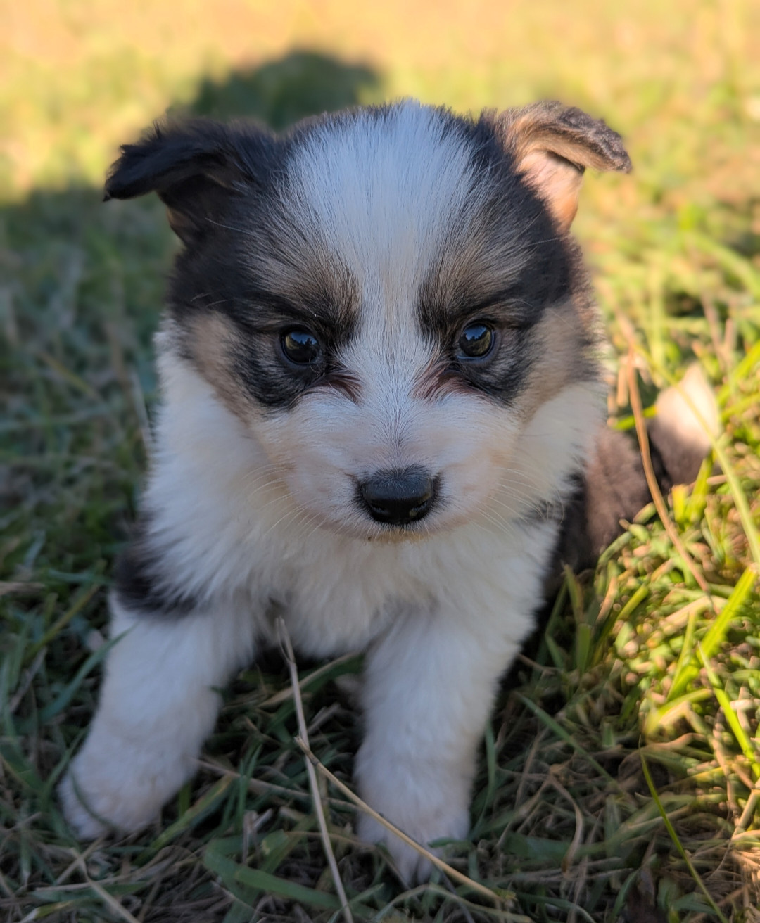 Lytoux's Spirit - Chiots disponibles - Border Collie