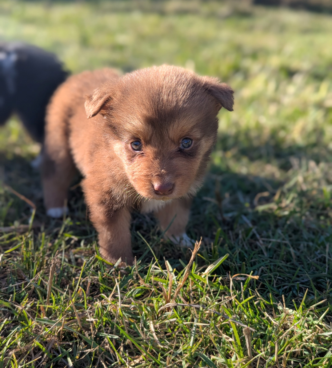 Lytoux's Spirit - Chiots disponibles - Border Collie