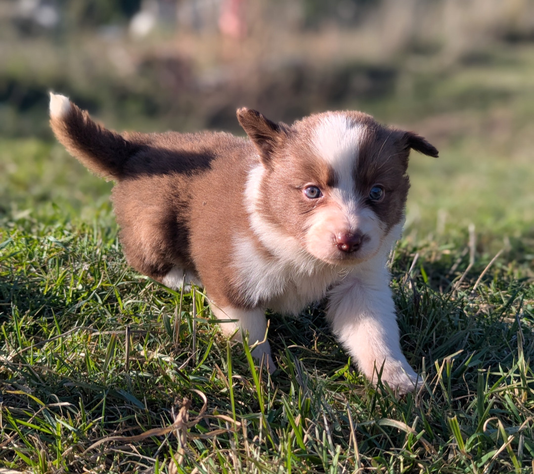 Lytoux's Spirit - Chiots disponibles - Border Collie