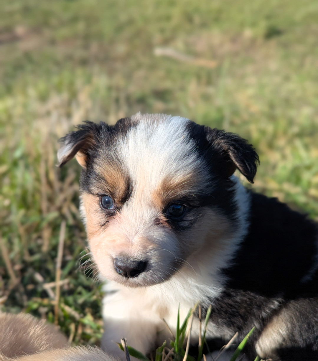 Lytoux's Spirit - Chiots disponibles - Border Collie