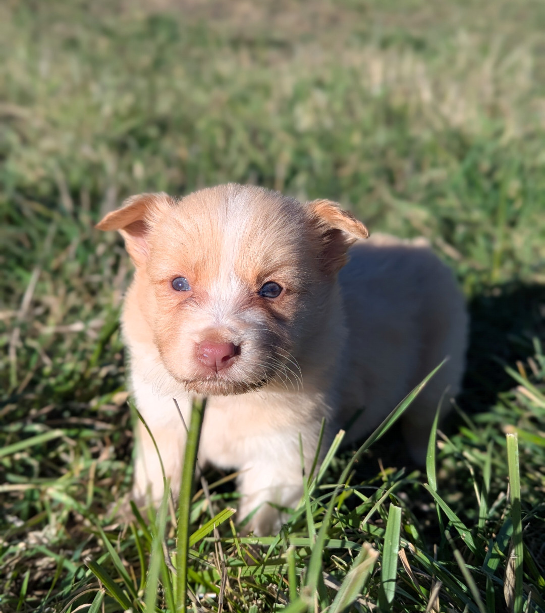 Lytoux's Spirit - Chiots disponibles - Border Collie