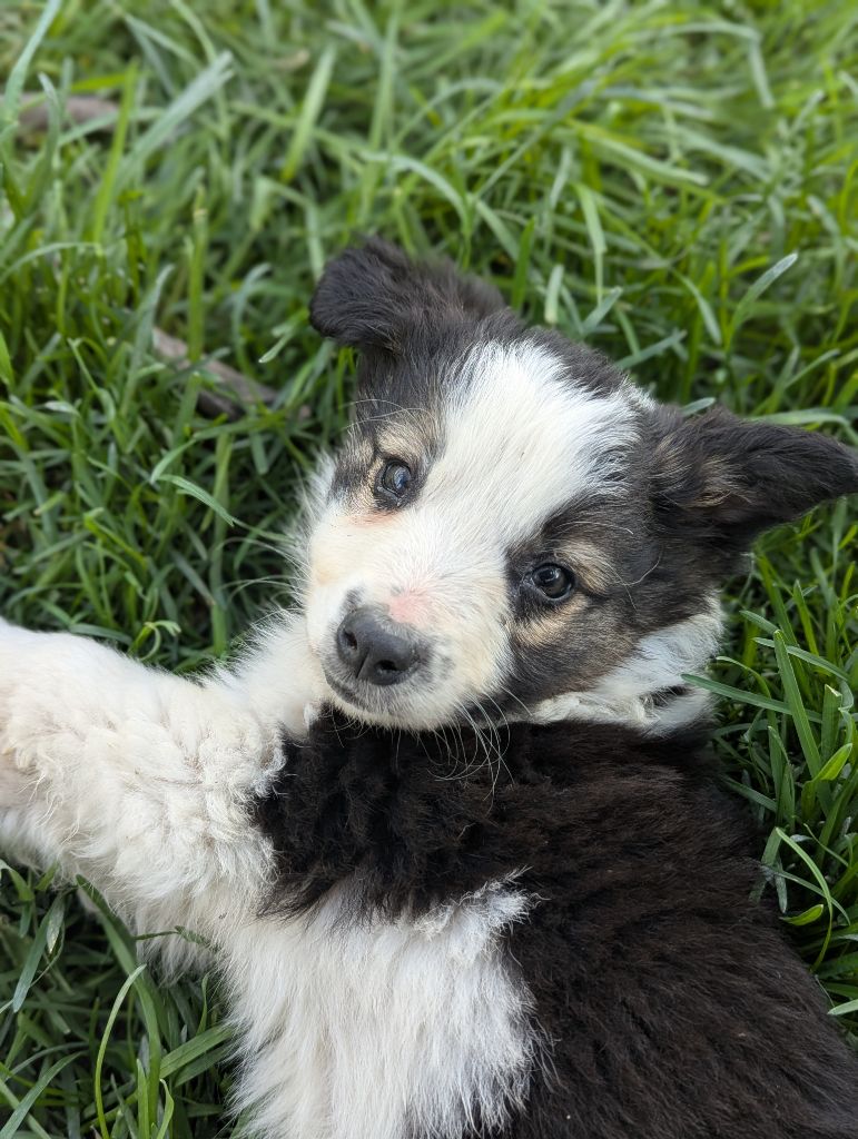 Lytoux's Spirit - Chiots disponibles - Border Collie