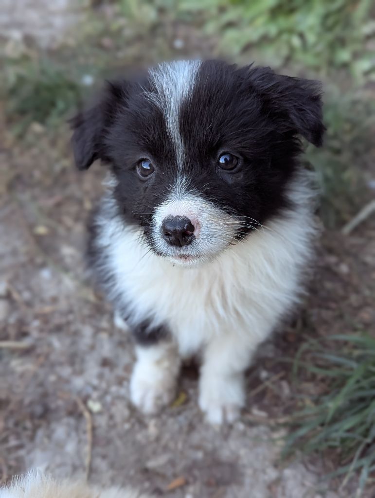 Lytoux's Spirit - Chiots disponibles - Border Collie