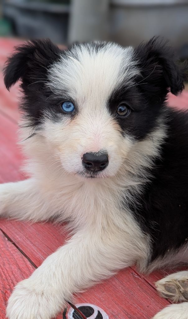 Lytoux's Spirit - Chiots disponibles - Border Collie