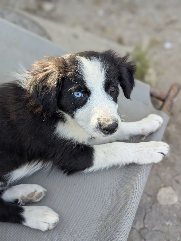 Lytoux's Spirit - Chiots disponibles - Border Collie