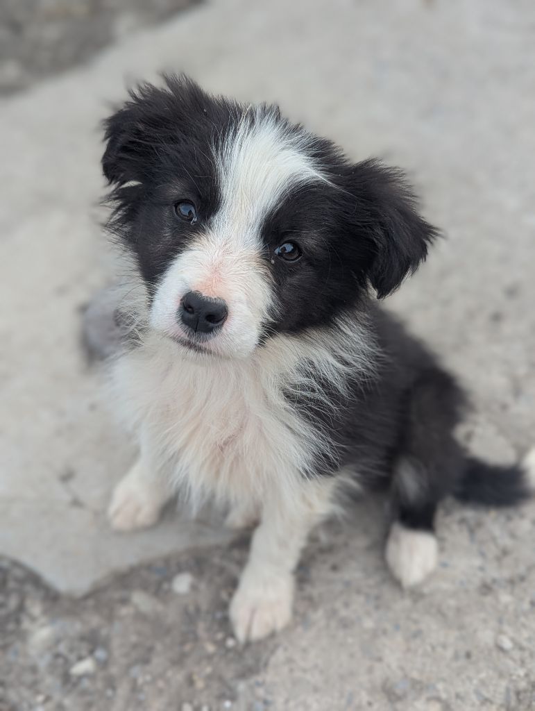 Lytoux's Spirit - Chiots disponibles - Border Collie