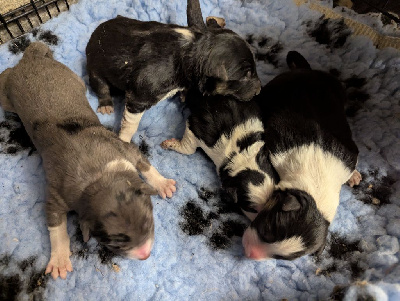 CHIOT 2