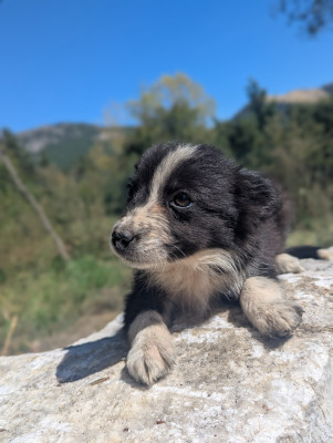 Chiot N°1