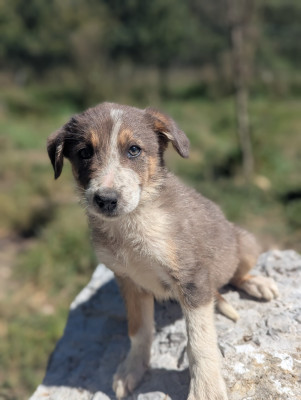 Chiot N°2