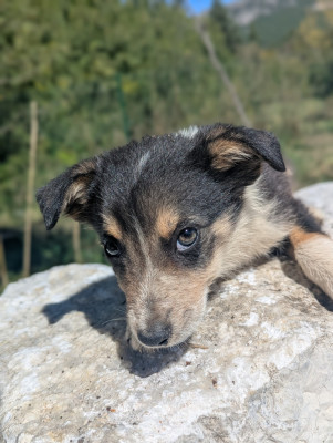 Chiot N°3