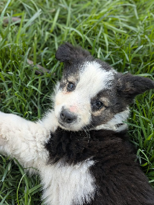 CHIOT 1
