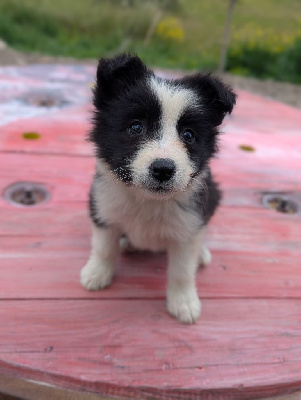 CHIOT 2