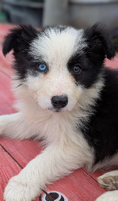 CHIOT 4