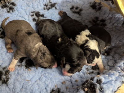 CHIOT 1