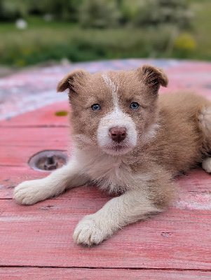 CHIOT 3