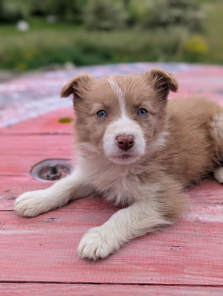 Lytoux's Spirit - Chiots disponibles - Border Collie