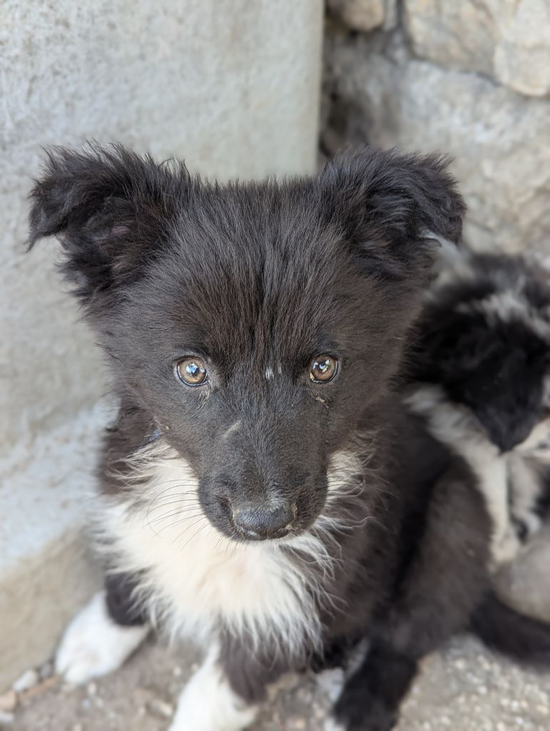 Lytoux's Spirit - Chiots disponibles - Border Collie